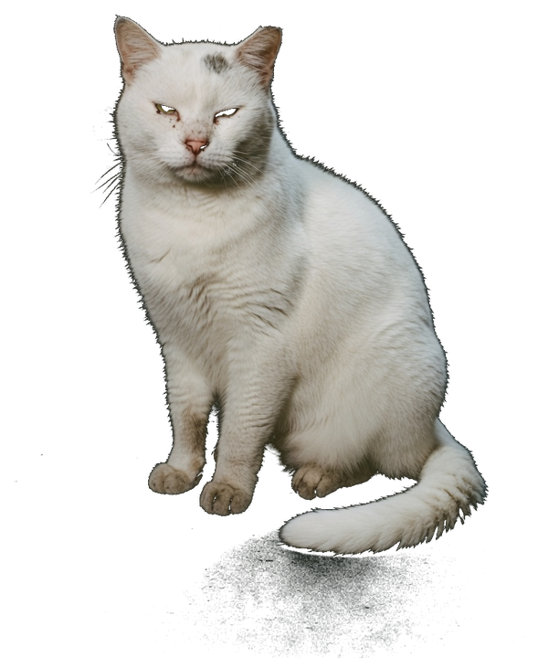 Cadebleng, white street cat of New York